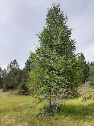 Дома для отпуска Vikendica Borje Жабляк Дом для отпуска-104