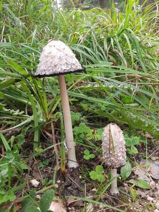 Дома для отпуска Vikendica Borje Жабляк Дом для отпуска-2