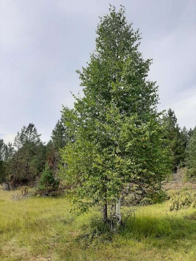 Дома для отпуска Vikendica Borje Жабляк-106