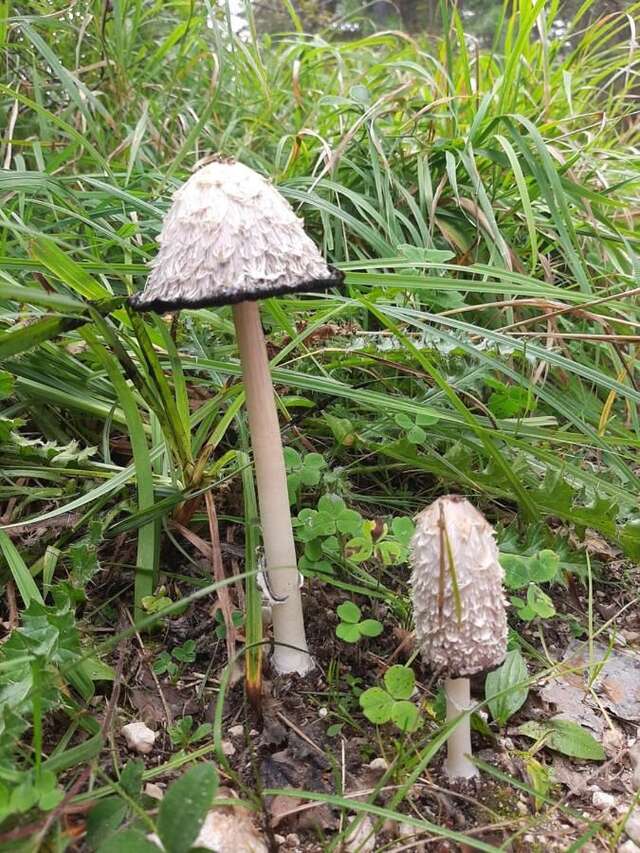 Дома для отпуска Vikendica Borje Жабляк-4